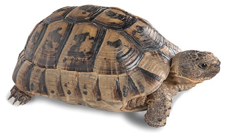 Greek Tortoise